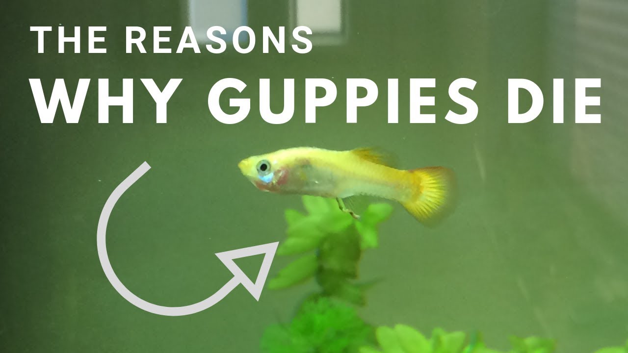 3 Reasons Why Guppies Die