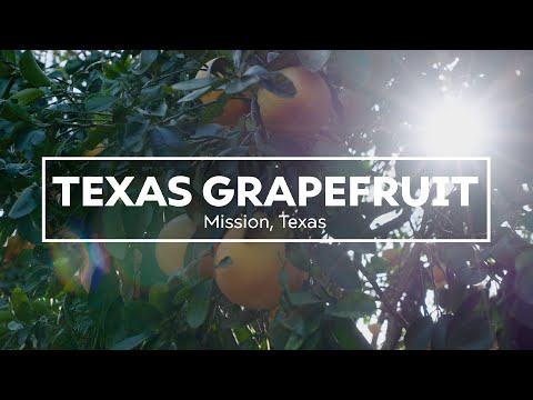 Wideo: Gdzie grejpfruty rosną w Teksasie?