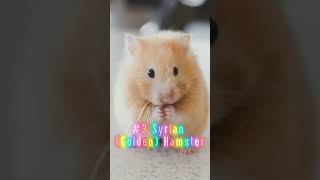 The Most Popular Hamster