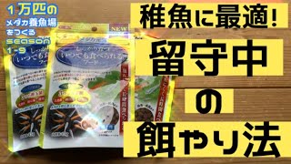 【メダカ】1万匹のメダカ養魚場をつくるseason1-9針子に最適！留守中のエサやり法！成長速度が変わる！