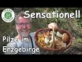 Sensationelle Pilze Funde im Erzgebirge - Die schönste und längste Tour 2021