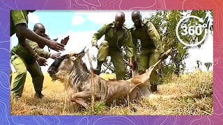 Wildlife Rangers Rescue Wildebeest Caught in Snare | Wildlife in 360 VR