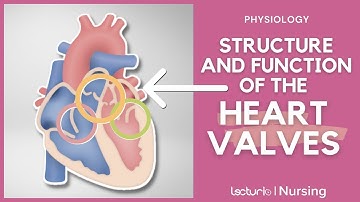 How Do Heart Valves Work? Find Out Now! 🫀