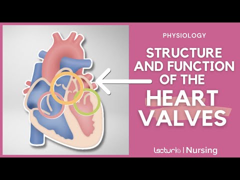 Video: Jaká aortální semilunární chlopeň?