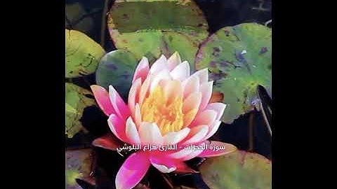 🌺🌸سورة الحجرات؛بەتەفسیری کوردی 🌸🌺