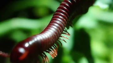Extreme Macro on a Budget! The Life of Millipedes captured with a PHONE LENS