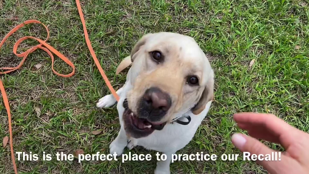 Reactive Labrador Practices Off Leash Recall From Exploring