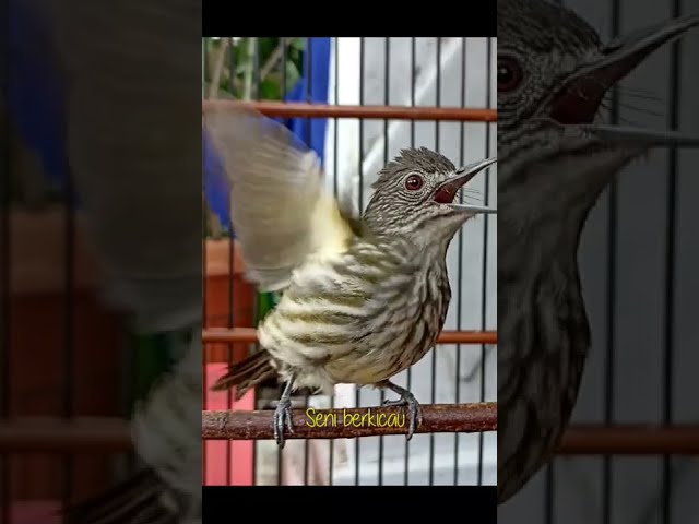 suara burung bayeman #burung #birds #bayeman #masteranburung #burungmasteran class=