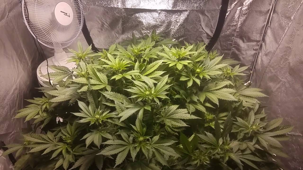 Crop King Seeds Purple Kush Fem DWC Cannabis Grow Day 105 from Seed