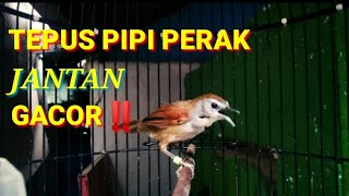 TEPUS PIPI PERAK JANTAN GACOR‼️