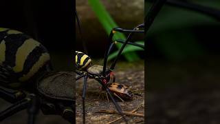 Deadly Encounter Spider Hunts Its Prey In Broad Daylight
