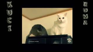 KUCING PALING ROMANTIS SEDUNIA