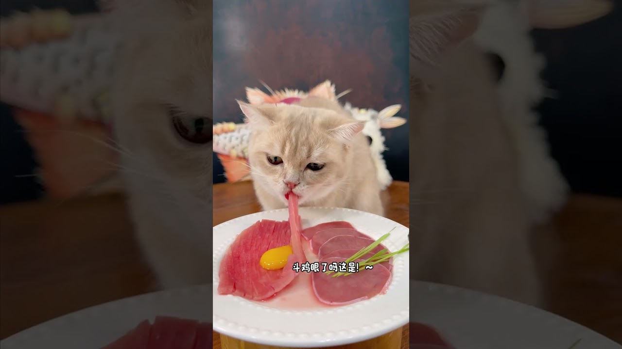 The healing moment of a little kitten, so cute that it can melt your heart!