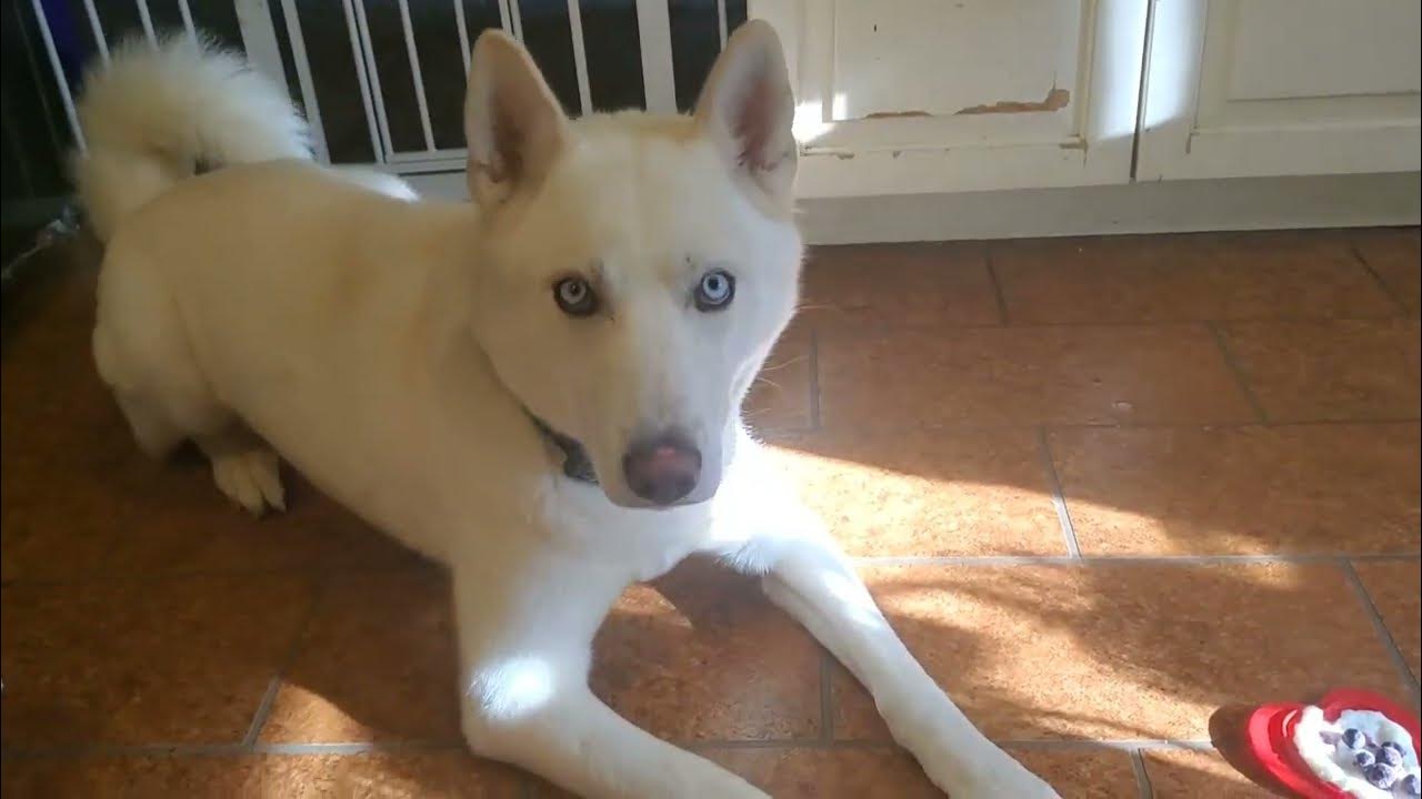 how-i-make-healthy-dog-food-youtube