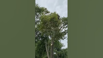 #treework #tree #rigging #climber #climberlife #climb #climbhigh #higher #husqvarna #tophandle