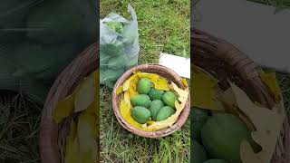 Papaya farming in Odisha. efarmingodisha farming shots