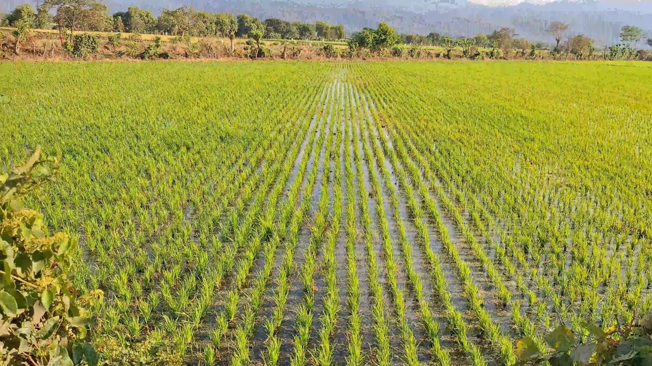 Caminando por las calles rurales. Las plantaciones de arroz (4)