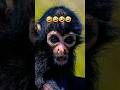 यह क्या🤣🤣 kudo animal kiki || monkey video || funny animals 😄 #monkey #monkeyvideo #funny #shorts