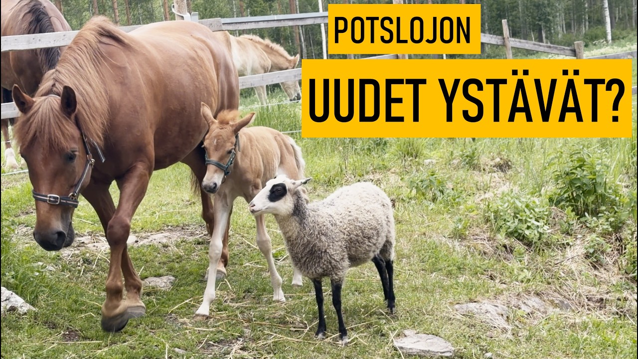 Potslojon seikkailut: ensiaskeleet laitumella ja lampaisiin tutustuminen