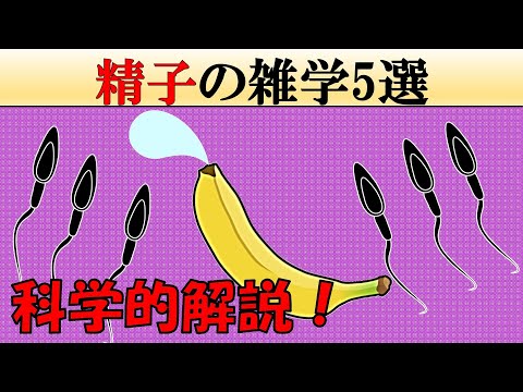 【意外と知らない】精〇の雑学5選【科学的解説】