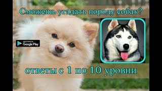 &quot;Сможешь угадать породу собак?&quot; -  ответы с 1 по 10 уровни.