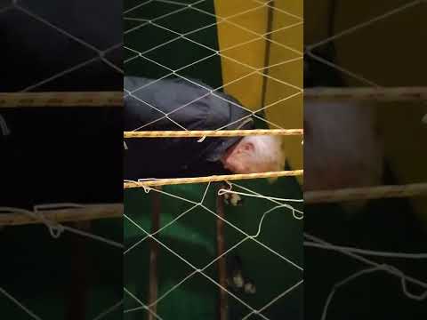 ярмарка голубей г.