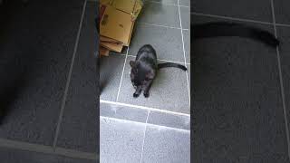 Kucing bersama 2 anaknya #viralvideo #cat #kucinganggoralucudanimut #hewanbesar #kucing #fyp