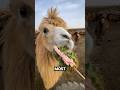 How Camels Eat Cactus Without Getting Hurt How Camels Eat Cactus Without Getting Hurt
