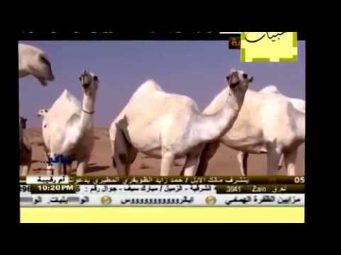 زيزوم وايل الوايليات للشيخ هزاع ابا الروس 