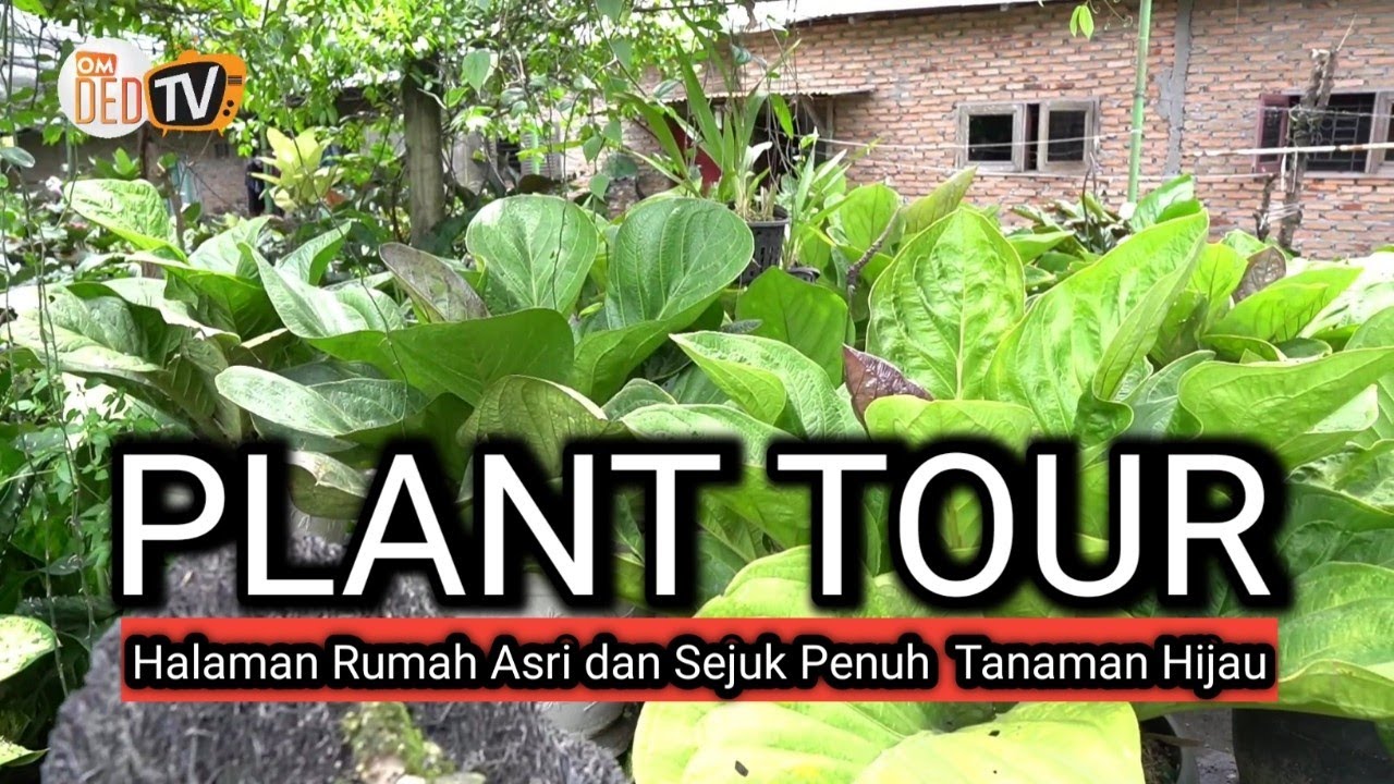 Plant Tour, Halaman Rumah Asri dan Sejuk Penuh Tanaman Hijau omded tv jalan - ...