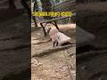 산에서 길잃었을때 빠르게 인정하는 고양이😂#shorts #shortsvideo #catlife #cutecat