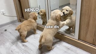 Golden Retriever Puppies Battle Their Mirror Reflections