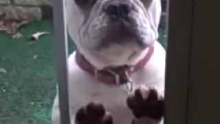 "i hear you knocking"- the adventures of piggy smalls