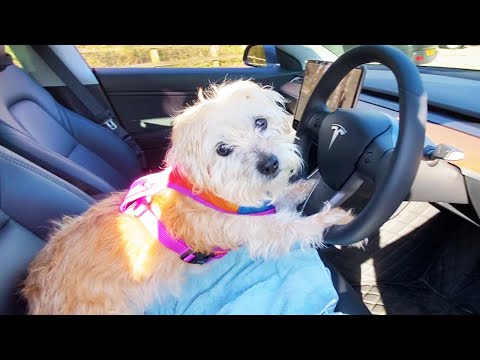 Full Tesla Model 3 guide to DOG MODE & having pets in the car