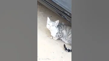 A Cute Cat MercyNguku The World Traveller Worshipsongrewritten 