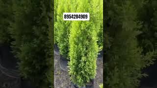 # GOLDEN CYPRESS PLANT ALL INDIA DELIVERY AVAILABLE 12-16 BAG PLANT 🌿