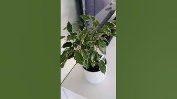 Ficus Tree #indoorplants #ficusplant