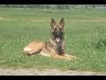 Hans Kroes - Afscheid van mijn hondje - Officiële videoclip