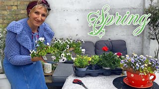 Preparo el jardín para  la primavera 🍃 fumigo el Sauco de mi patio 💫 silent vlog/village life
