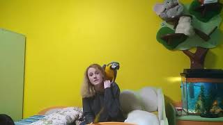Уход за попугаем: содержание большого попугая серия 7 Уход за попугаем: содержание большого попугая серия 7