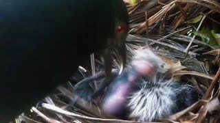 The Day She Snapped The Mother Bird That Attacked Her Own Chicks