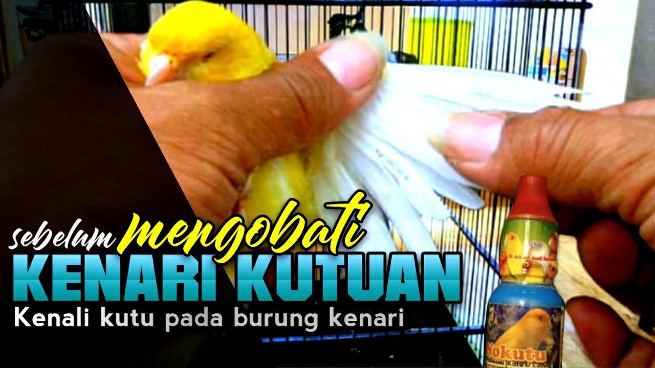 CARA TEPAT MENGOBATI KUTU PADA KENARI|KUTU BULU-KUTU DARAH,KULIT