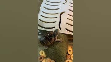 Em không đẹp nhưng em rất chảnh nha #turtle #turtlemorphs #Sternotherusodoratus#commonmuskturtle