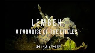 [4K, A7SII] Lembeh, Sulawesi | Underwater - A Paradaise of the Littles, Macro footage