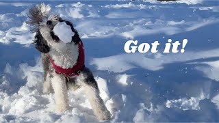 2-Year Old Dog Seeing the Snow for the First Time by Cosmo the Mini Sheepadoodle 376 views 4 months ago 2 minutes, 31 seconds