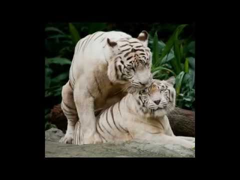 Singapore Zoo | Singapore Zoo Animals show - YouTube