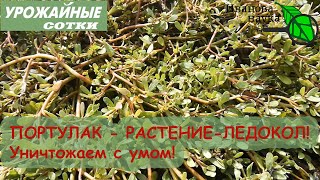 PORTULA  (purslane) - IF YOU SEE THIS PLANT IN YOUR YARD, DO NOT DESTROY IT IN ANY CASE!