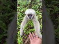 #babymonkey #Animal #cuteanimal #babygibbon #apes #babyapes