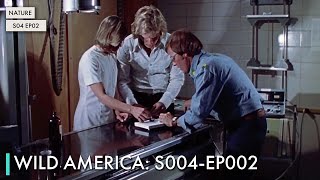 Wild America: S04 EP02