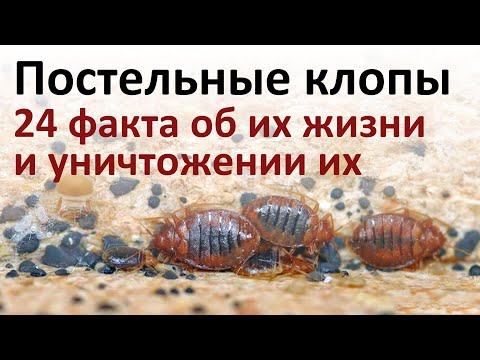 Все, что нужно знать о постельных клопах, чтобы быстро от них избавиться